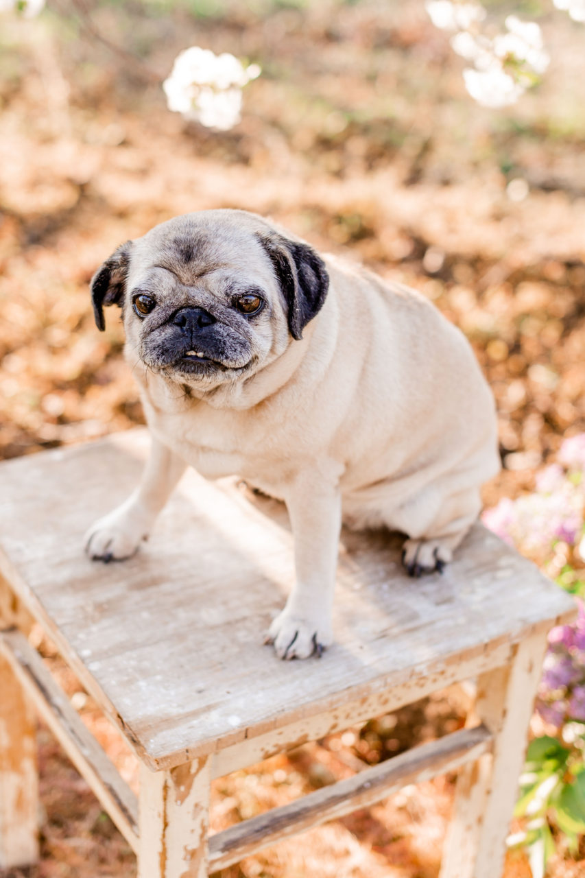Tehotenske foto - Portrety - Tehotenstvi - Predsvatebni rande - Mini foceni - Rodinne foceni - Fotograf Hodonín - Břeclav - Kyjov - Fotostudio-5469
