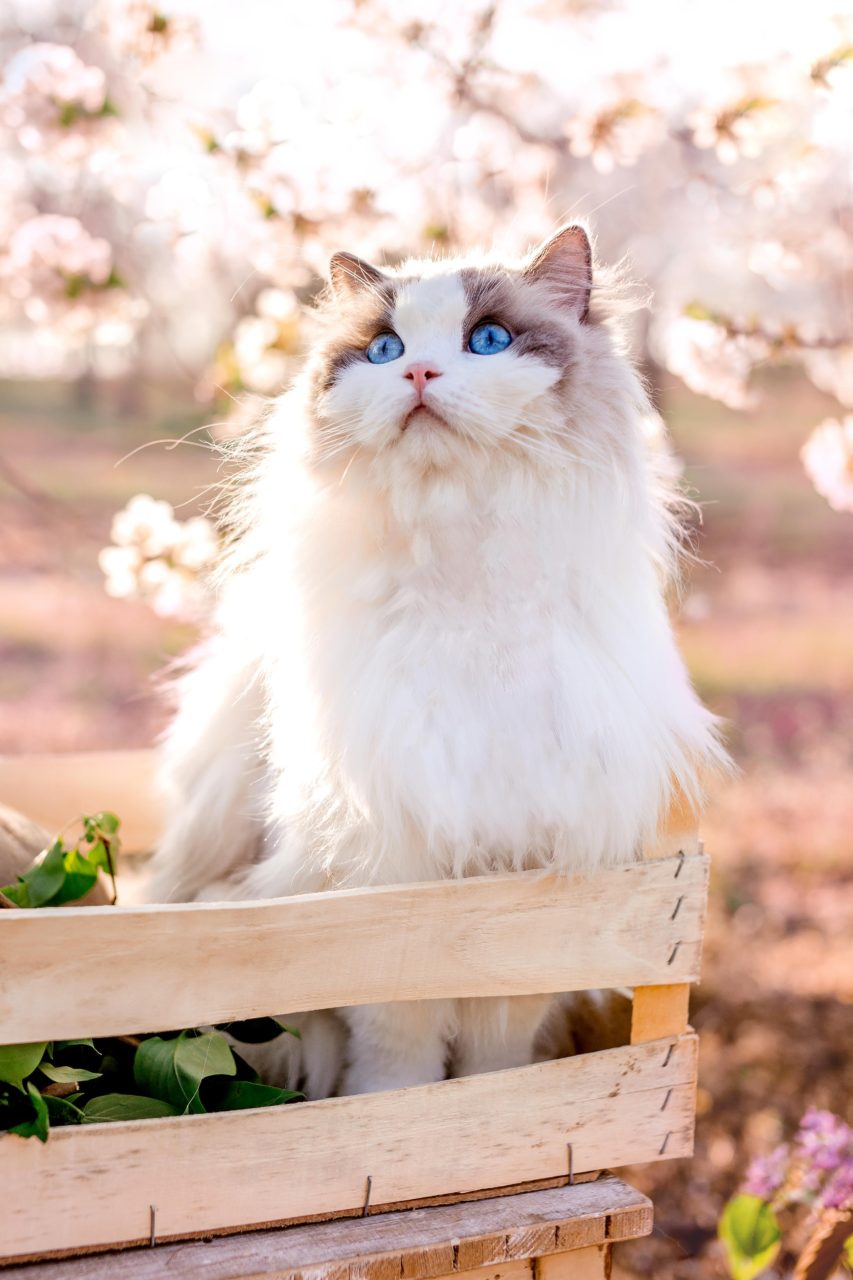 Tehotenske foto - Portrety - Tehotenstvi - Predsvatebni rande - Mini foceni - Rodinne foceni - Fotograf Hodonín - Břeclav - Kyjov - Fotostudio-5652