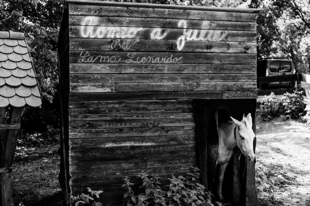 Svatba ve Vinarstvi Vican - svatba na Palave- svatba v Mikulove-Vianrstvi-Vican-svatebni-cenik-Valtice-Lednice-8759