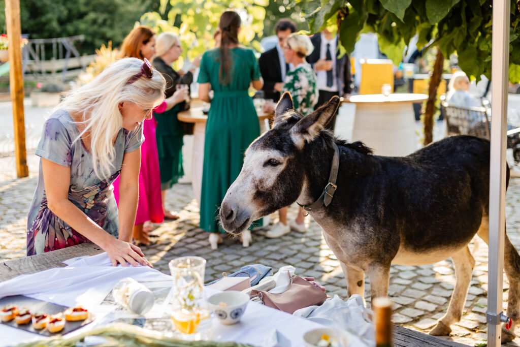 Svatba ve Vinarstvi Vican - svatba na Palave- svatba v Mikulove-Vianrstvi-Vican-svatebni-cenik-Valtice-Lednice-8765